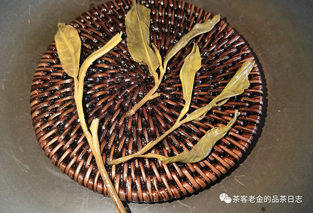 恩美茶业2020年白茶园高杆普洱茶