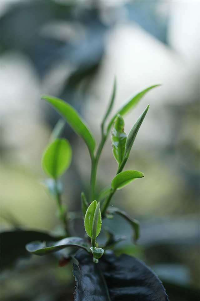 荣瑞祥蛮砖普洱茶口感