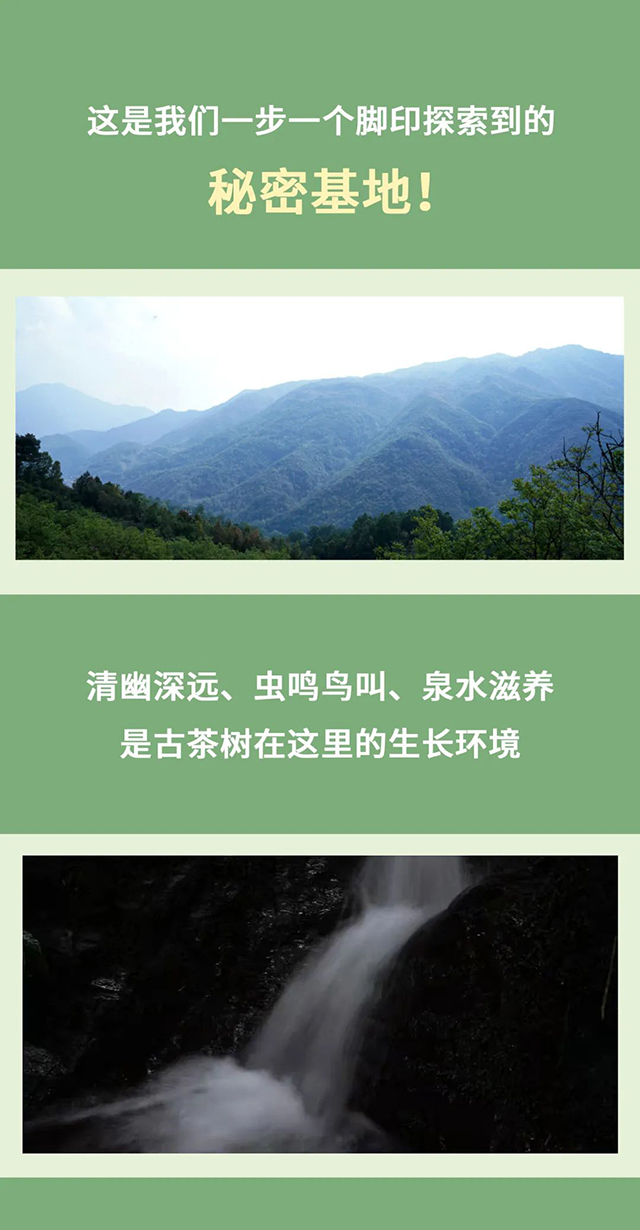 老同志箐中单株观山单株普洱茶