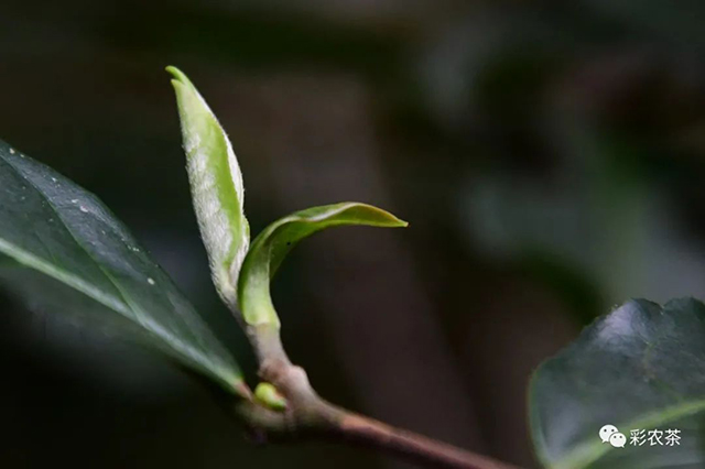 彩农茶白花岭古树普洱茶