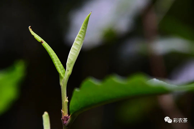 彩农茶白花岭古树普洱茶