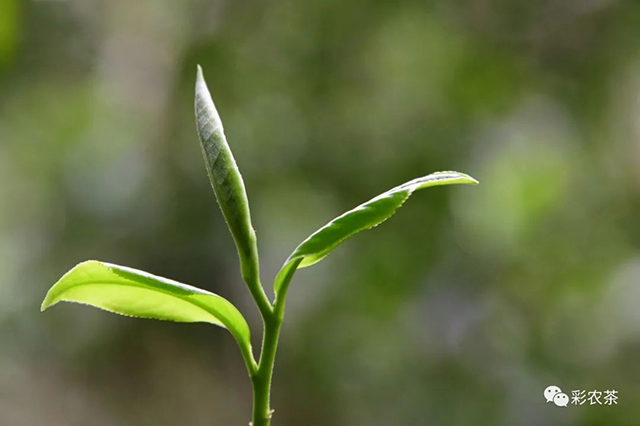 彩农茶白花岭古树普洱茶