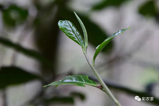 彩农茶白花岭古树普洱茶