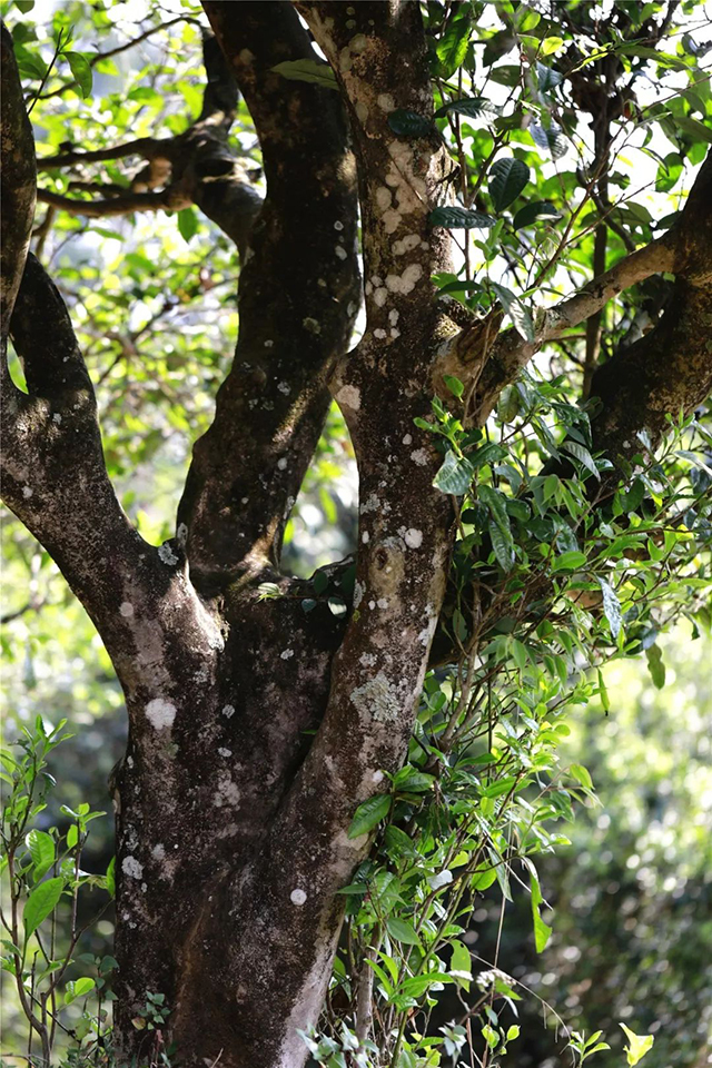 龙润茶山河月明普洱茶