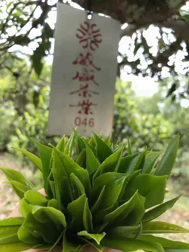 葳盛茶业2022年私人定制开启