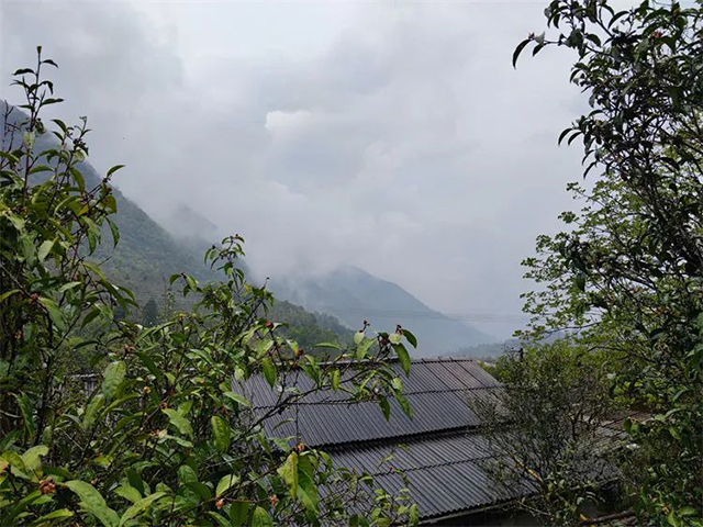 荣瑞祥2022年黄草坝大尖山头春古树茶普洱茶