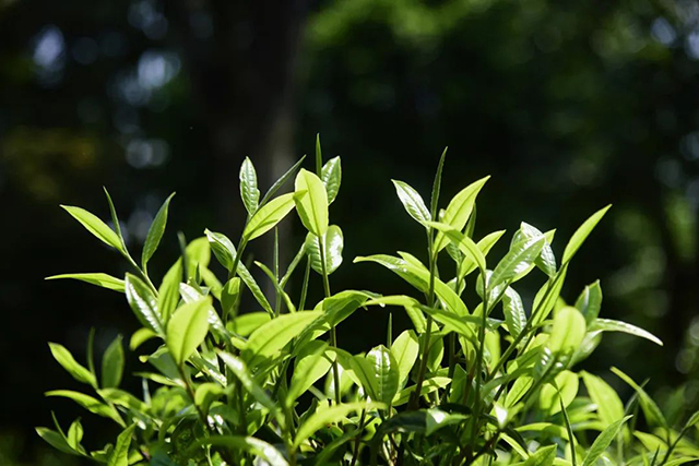 葳盛茶业2016年班章龙珠普洱茶