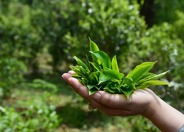 葳盛普洱茶