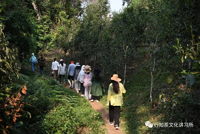 革登茶山