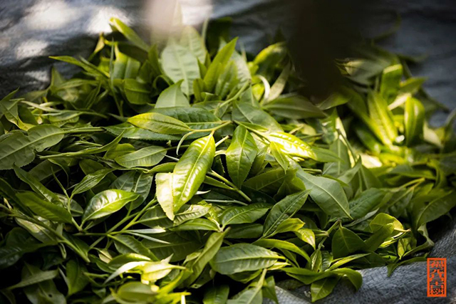 福元昌古树普洱茶