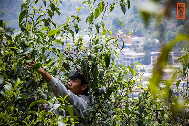 福元昌古树普洱茶