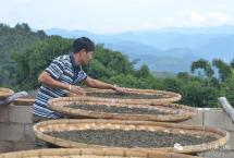 马哲峰：革登山茶农唐旺春的故事