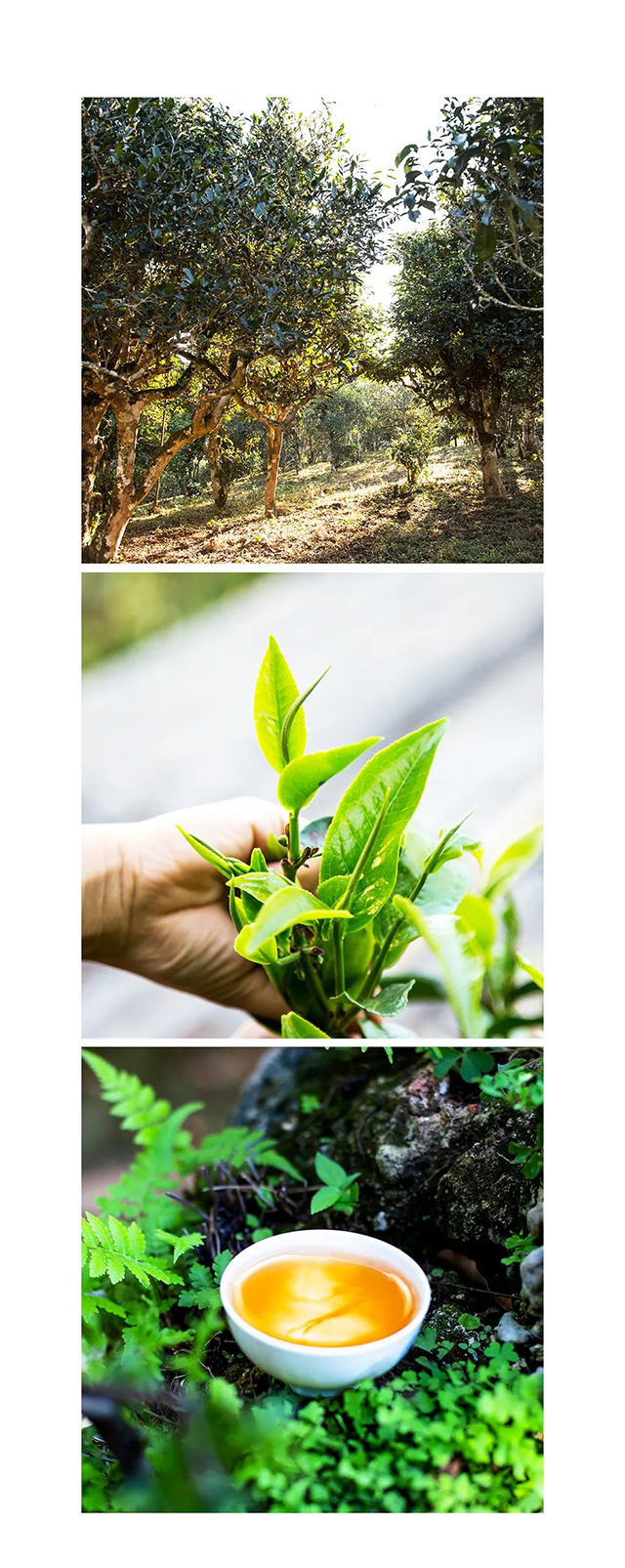 双陈高端名山春茶品茗会