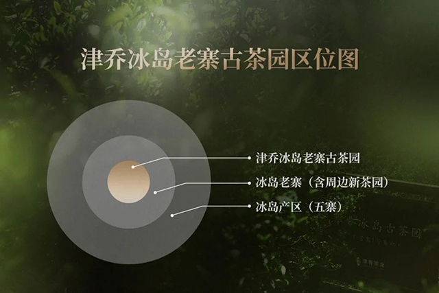 津乔普洱冰岛老寨春尖