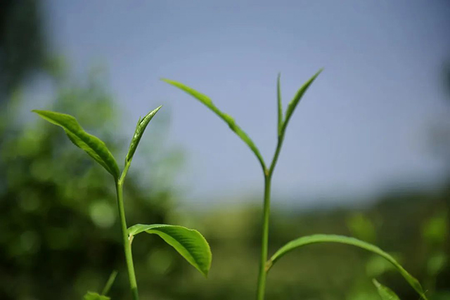 普洱茶鲜叶