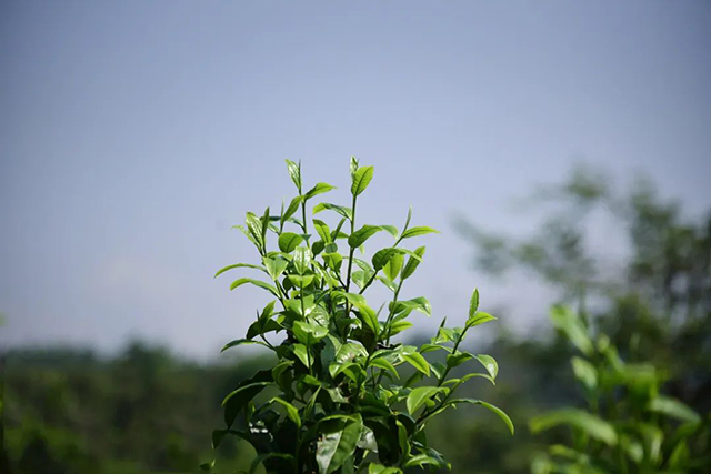 普洱茶鲜叶