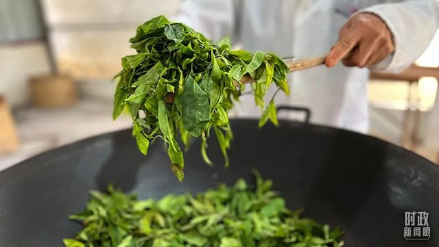水满乡毛纳村的制茶师傅正在炒茶青