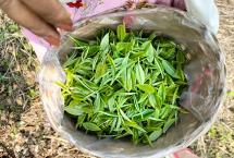 石斛岭古树茶：永德茶区的又一颗冉冉升起的璀璨明珠