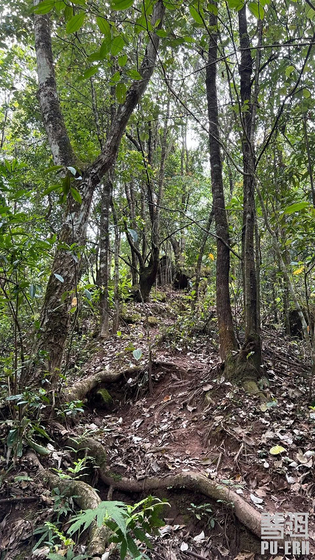 镇沅老乌山茶山中的小路