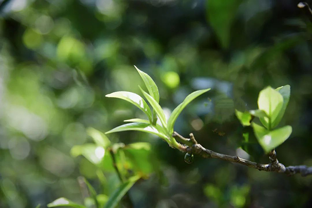 葳盛茶业红茶