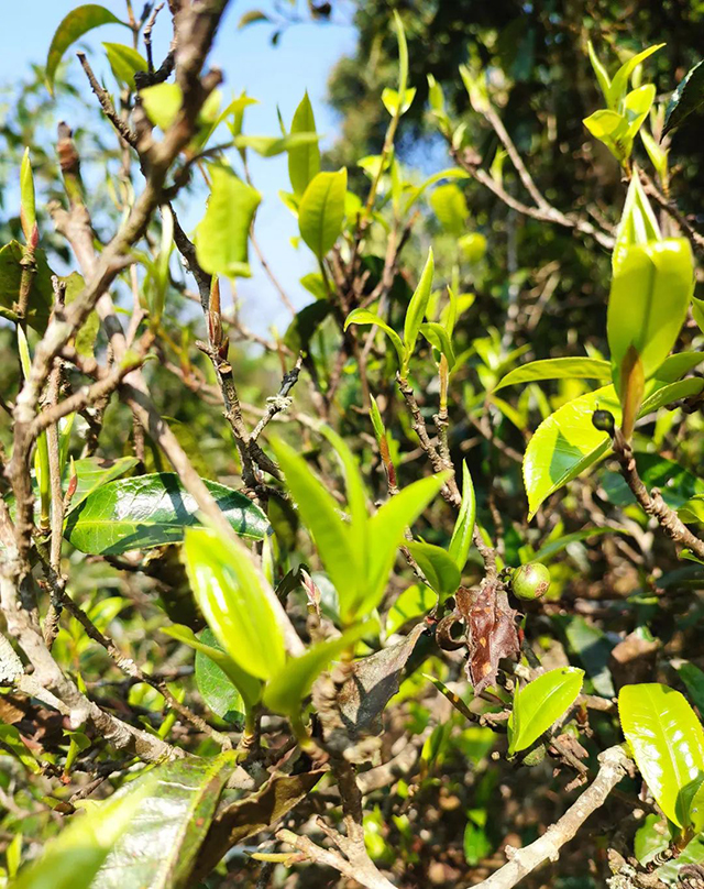 六大茶山普洱茶鲜叶