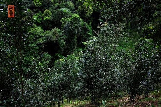 福元昌2022年春茶纯料散茶