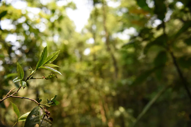 生长于五指山原始寂静处的野茶