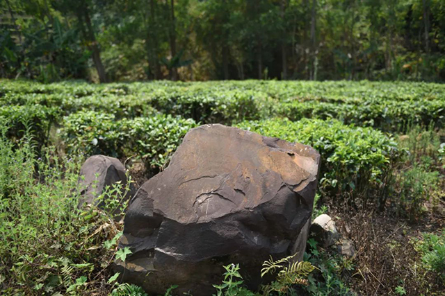 白沙县陨石坑里的茶园