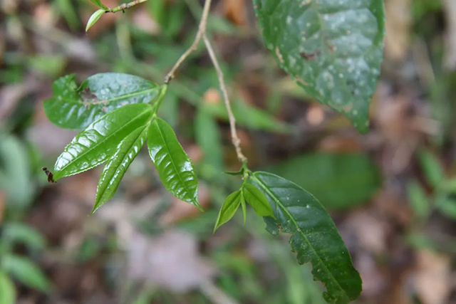 野茶的新稍