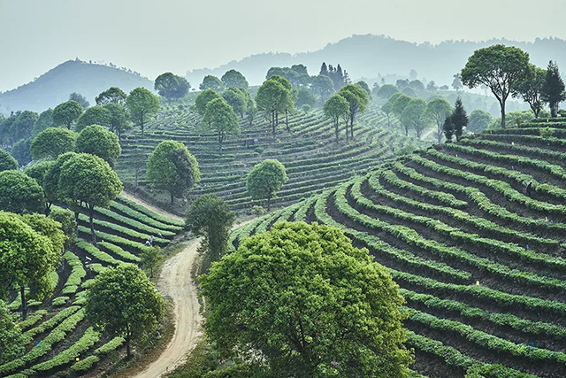 勐海茶厂自营种植基地