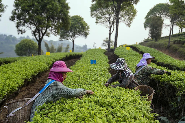 勐海茶厂自营种植基地