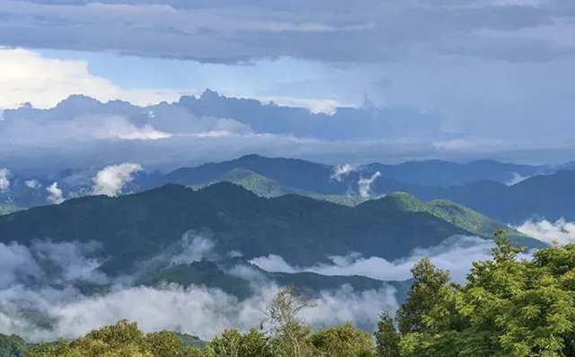 宝和祥高山行止青饼