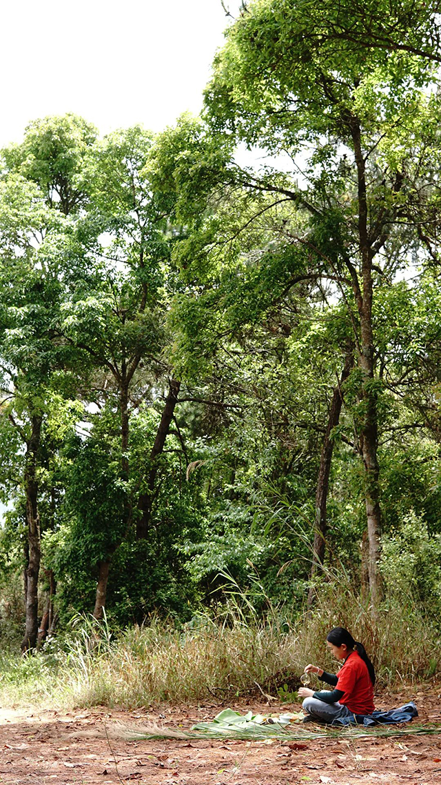 彤掌柜勐麻河茶