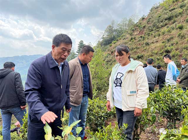 云南芒嘎拉茶业集团