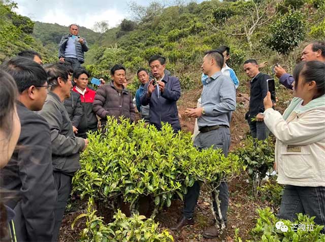 云南芒嘎拉茶业集团
