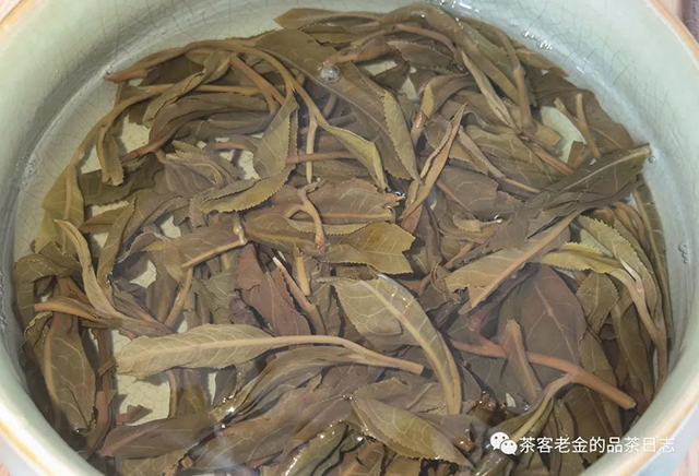 茶厨2022年大单株普洱茶