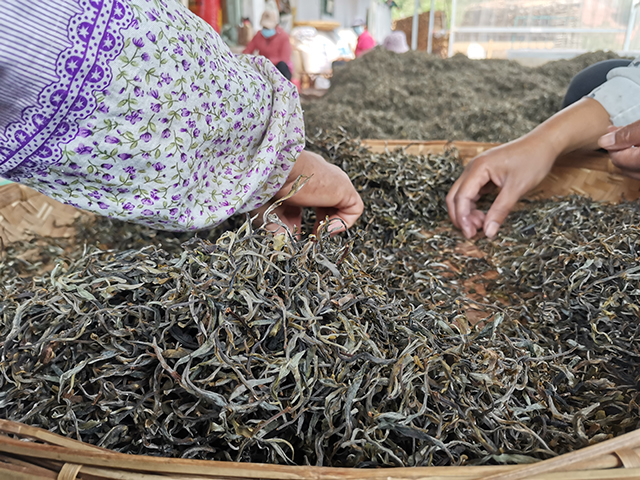 摆尾箐古茶树