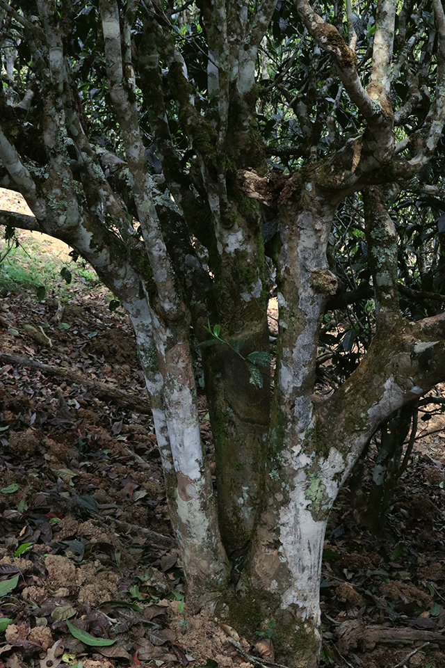 蓝版挑采古树老班章普洱茶小饼