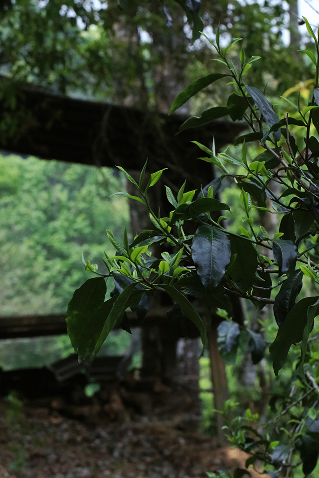 蓝版挑采古树老班章普洱茶小饼