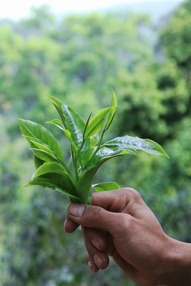 蓝版挑采古树老班章普洱茶小饼