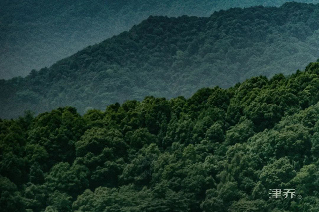 津乔普洱大雪山头采普洱茶