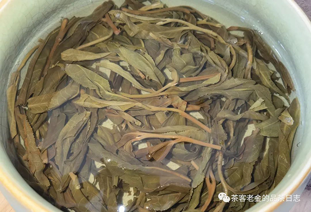 流星赶月2022年拔玛正山春茶普洱茶