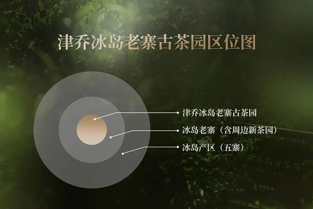 津乔普洱冰岛老寨春尖头采普洱茶