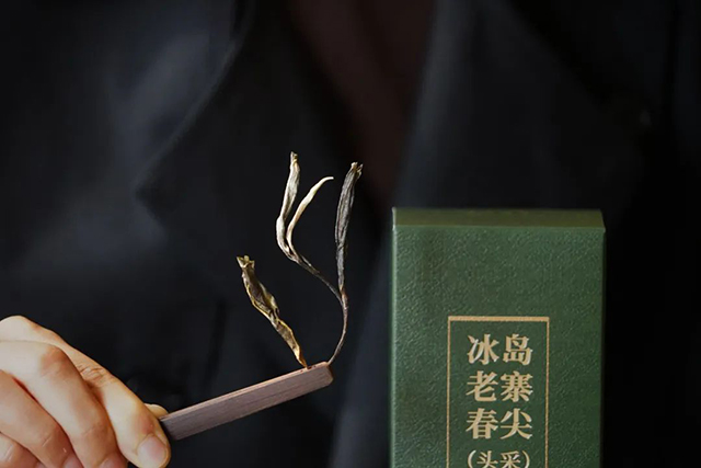 津乔普洱冰岛老寨春尖头采普洱茶