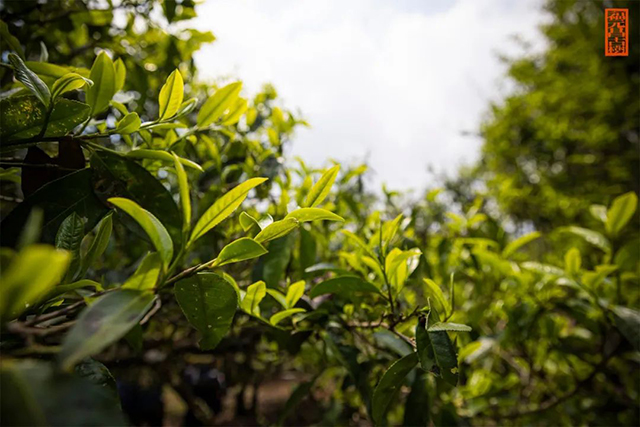 福元昌古树普洱茶