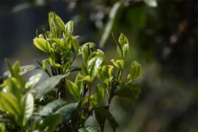 八角亭那卡大象七子饼茶普洱茶