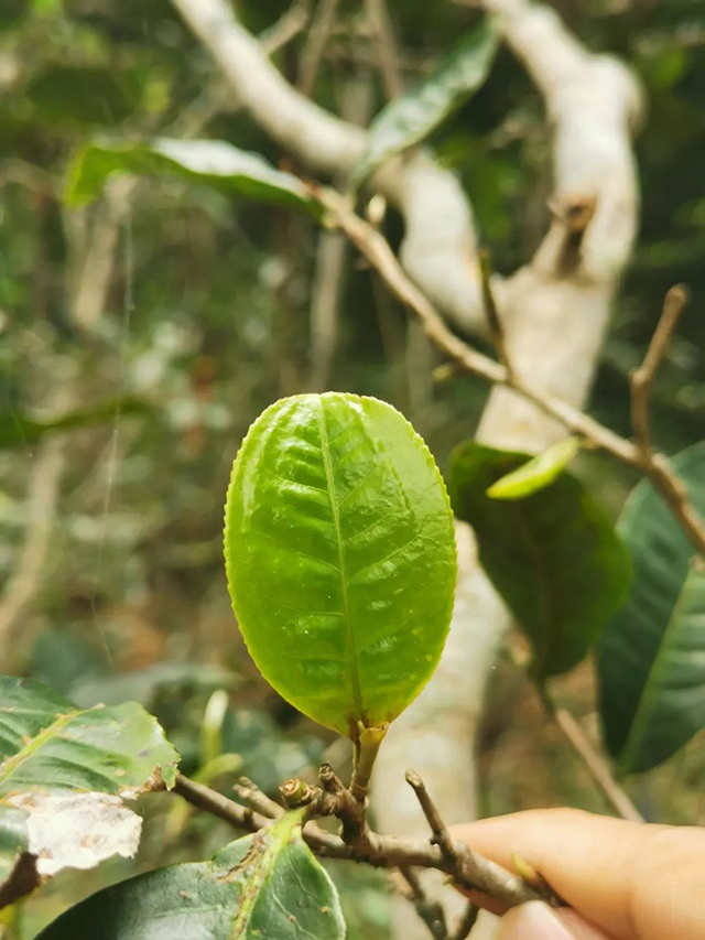 开元七子号普洱茶