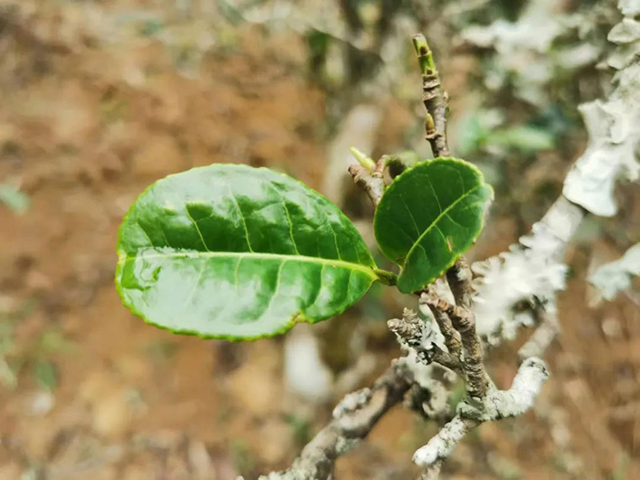 开元七子号普洱茶