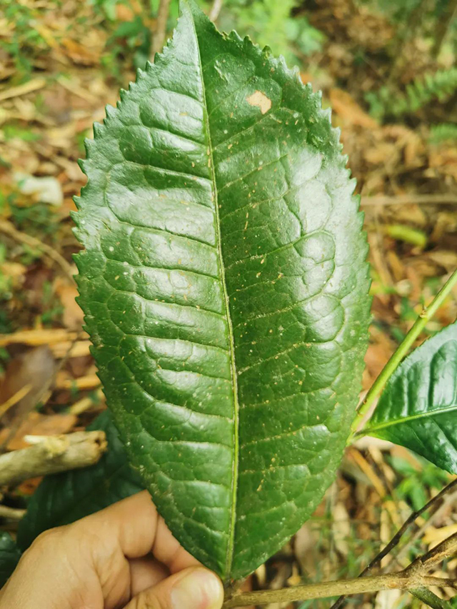 开元七子号普洱茶