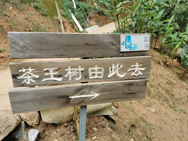 开元七子号普洱茶